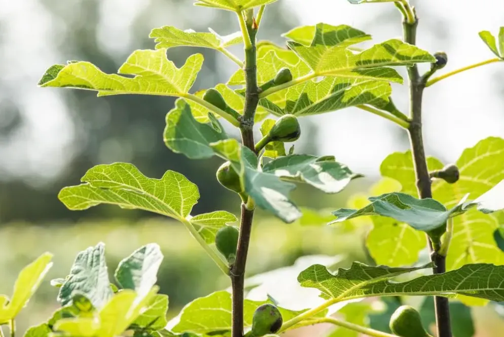 Ficus carica (Vijg) 130-140cm