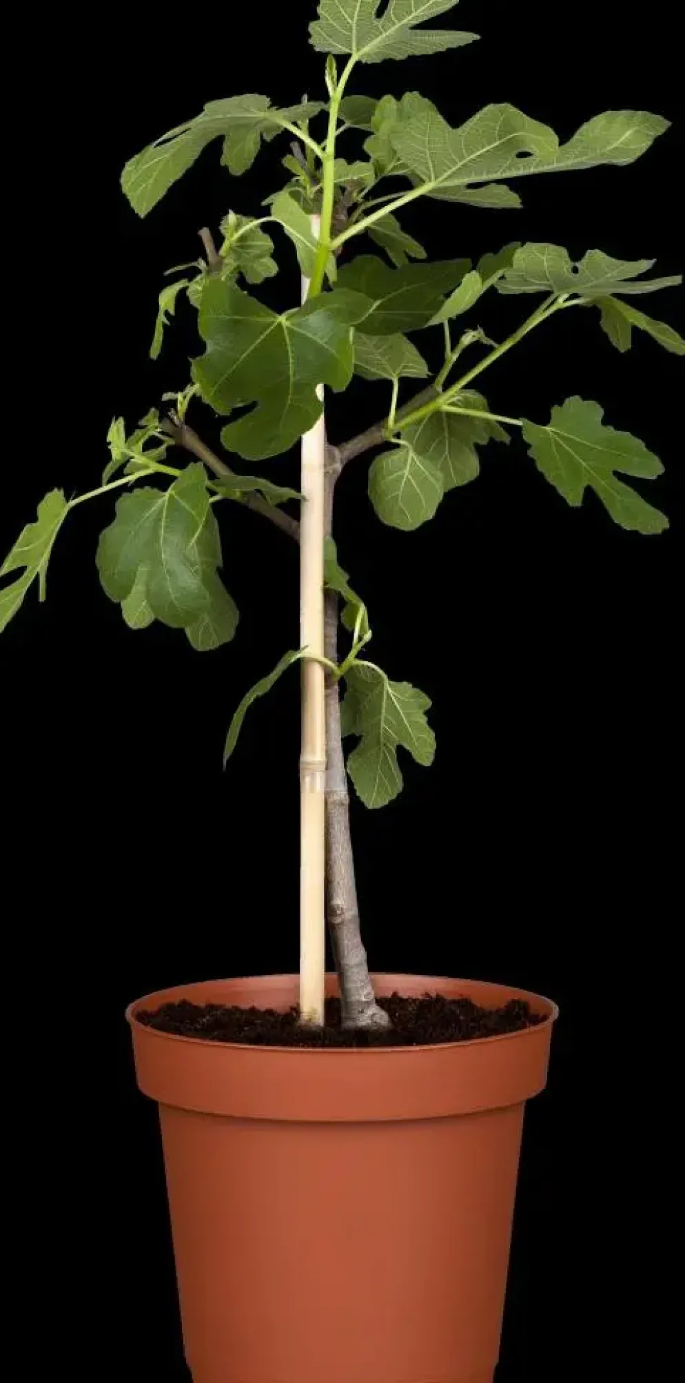 Ficus carica (Vijg) 130-140cm