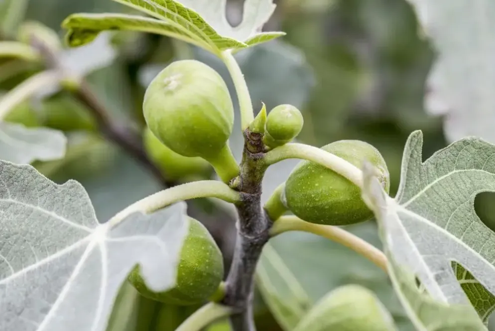 Ficus carica (Vijg) 130-140cm