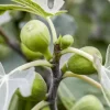 Ficus carica (Vijg) 150cm