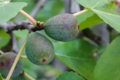 Ficus carica (Vijg) 150cm