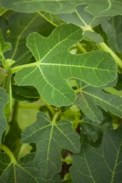 Ficus carica (Vijg) 150cm