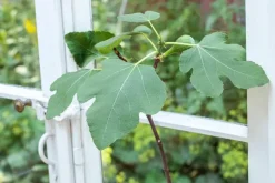 Ficus carica (Vijg) 150cm