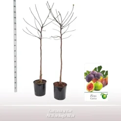 Ficus carica (Vijg) 150cm