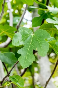 Ficus carica (Vijg) 150cm