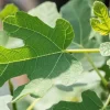 Ficus carica (Vijg) op stam 170cm