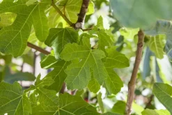 Ficus carica (Vijg) op stam 170cm
