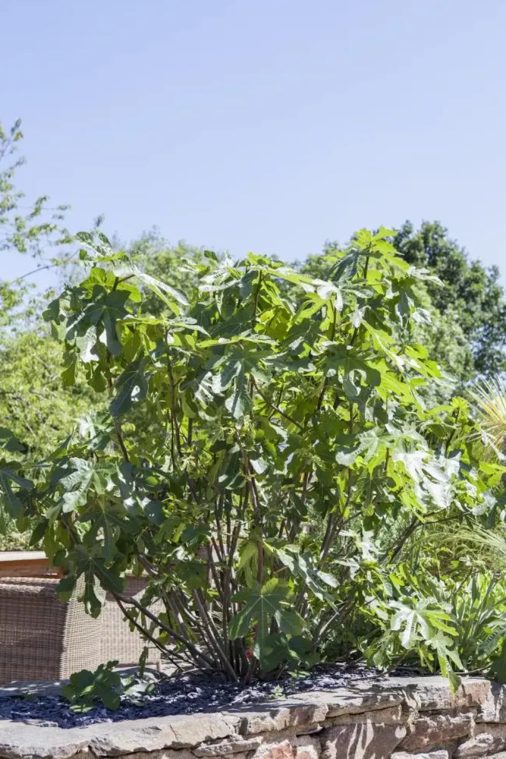 Ficus carica (Vijg) op stam 170cm