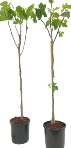 Ficus carica (Vijg) op stam 170cm