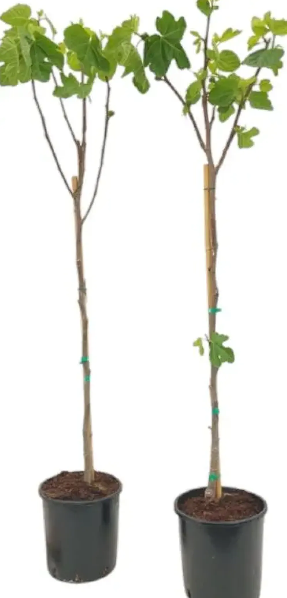 Ficus carica (Vijg) op stam 170cm