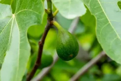 Ficus carica (Vijg) op stam 170cm