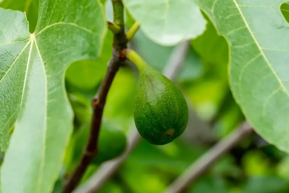 Ficus carica (Vijg) op stam 170cm