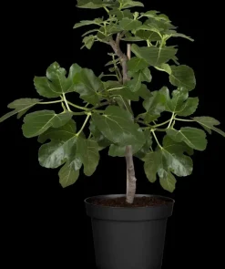 Ficus carica (Vijg) op stam 170cm