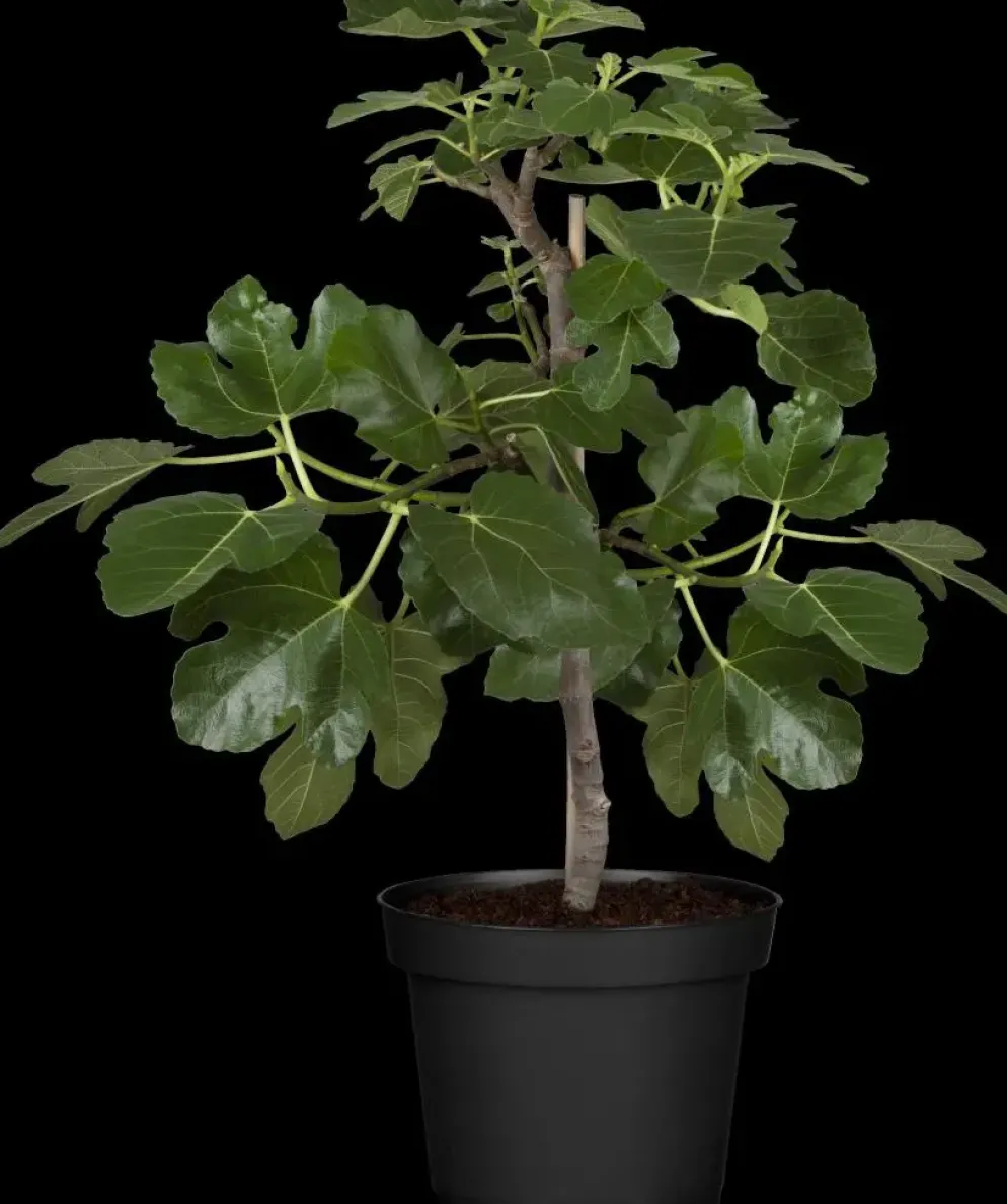 Ficus carica (Vijg) op stam 170cm