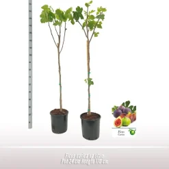 Ficus carica (Vijg) op stam 170cm