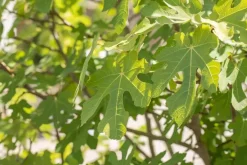 Ficus carica (Vijg) op stam 170cm