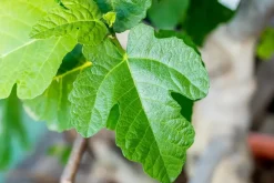 Ficus carica (Vijg) op stam 170cm