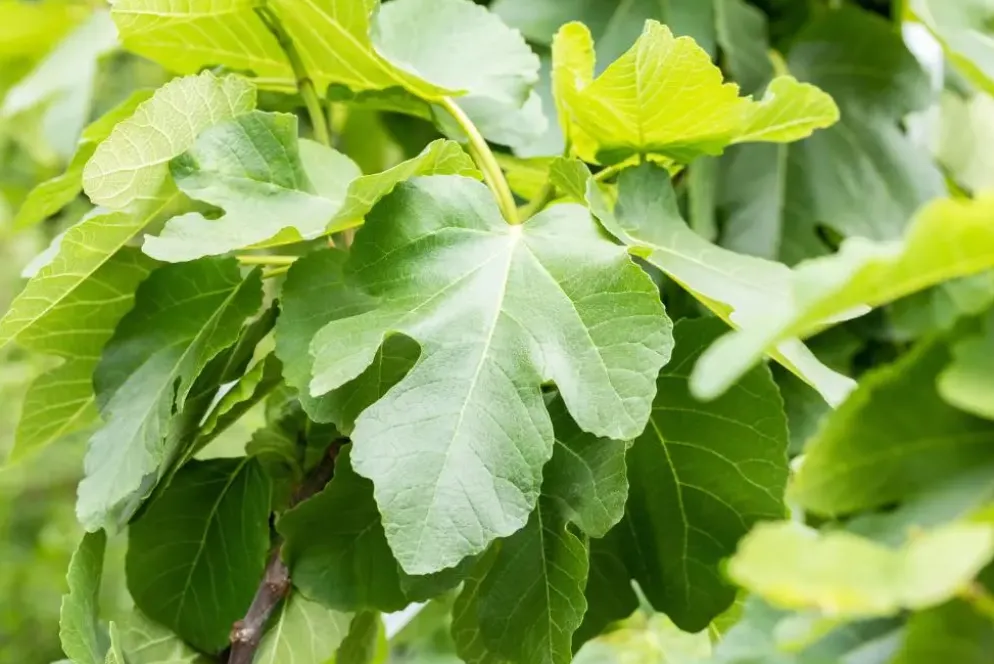 Ficus carica (Vijg) op stam 170cm