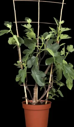 Ficus carica (Vijg) op stam 170cm