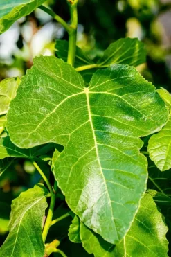 Ficus carica (Vijg) op stam 170cm