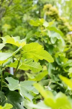 Ficus carica (Vijg) op stam 170cm