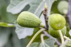Ficus carica (Vijg) op stam 170cm