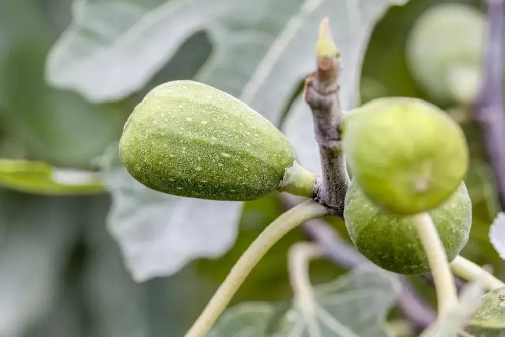 Ficus carica (Vijg) op stam 170cm