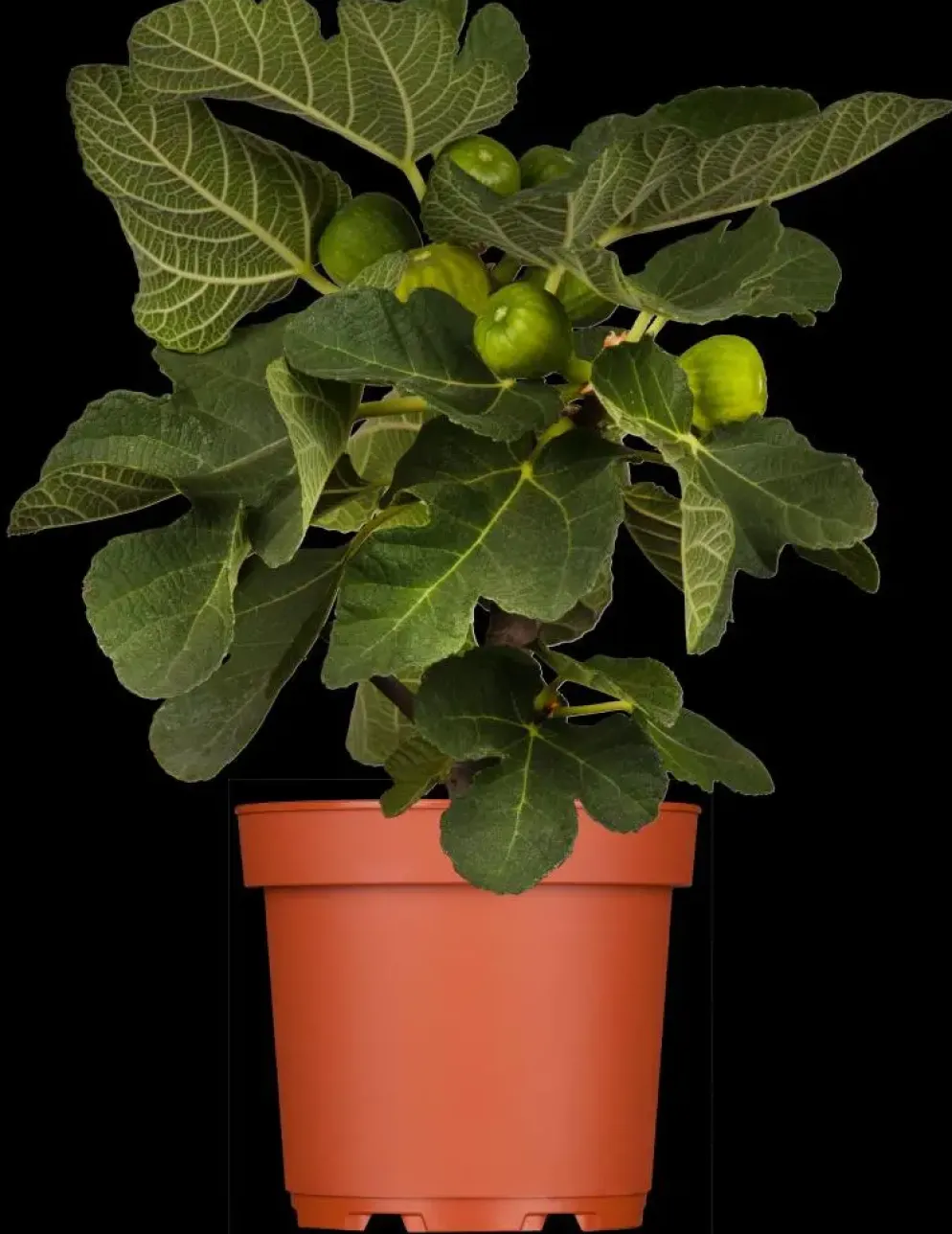 Ficus carica (Vijg) op stam 170cm