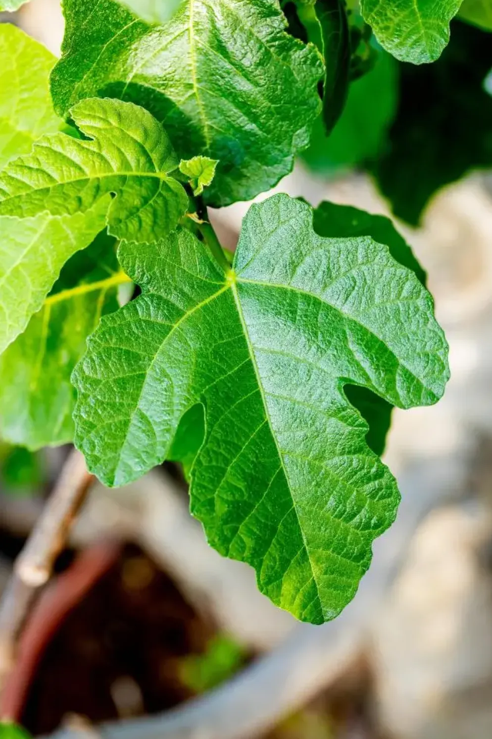 Ficus carica (Vijg) op stam 170cm