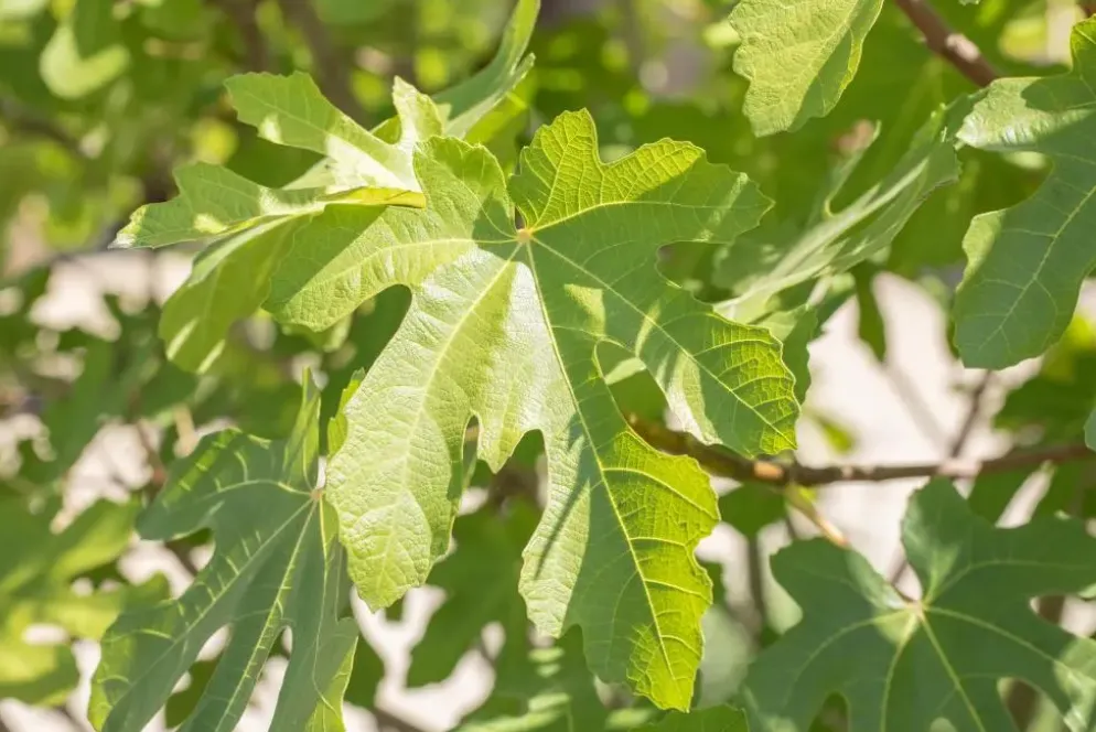 Ficus carica (Vijg) op stam 170cm