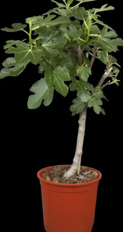 Ficus carica (Vijg) op stam 170cm