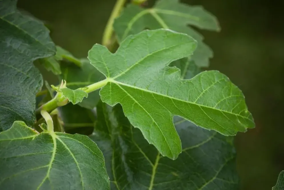 Ficus carica (Vijg) op stam 170cm