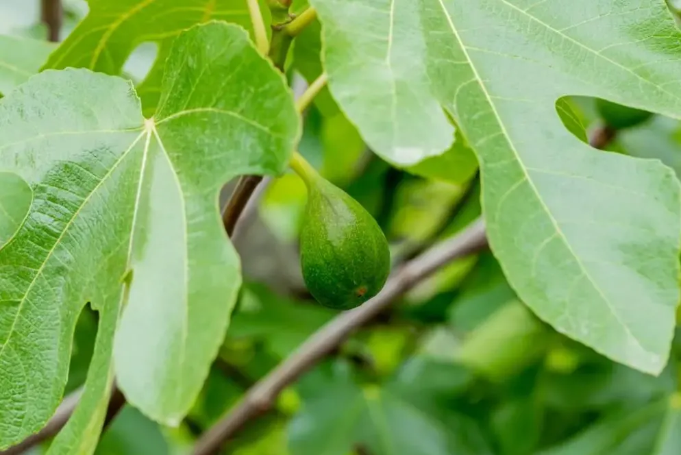 Ficus carica (Vijg) op stam 170cm