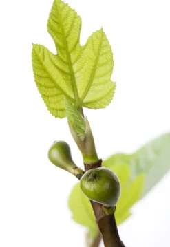 Ficus carica (Vijg) op stam 170cm