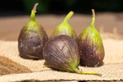 Ficus carica (Vijg) op stam 170cm