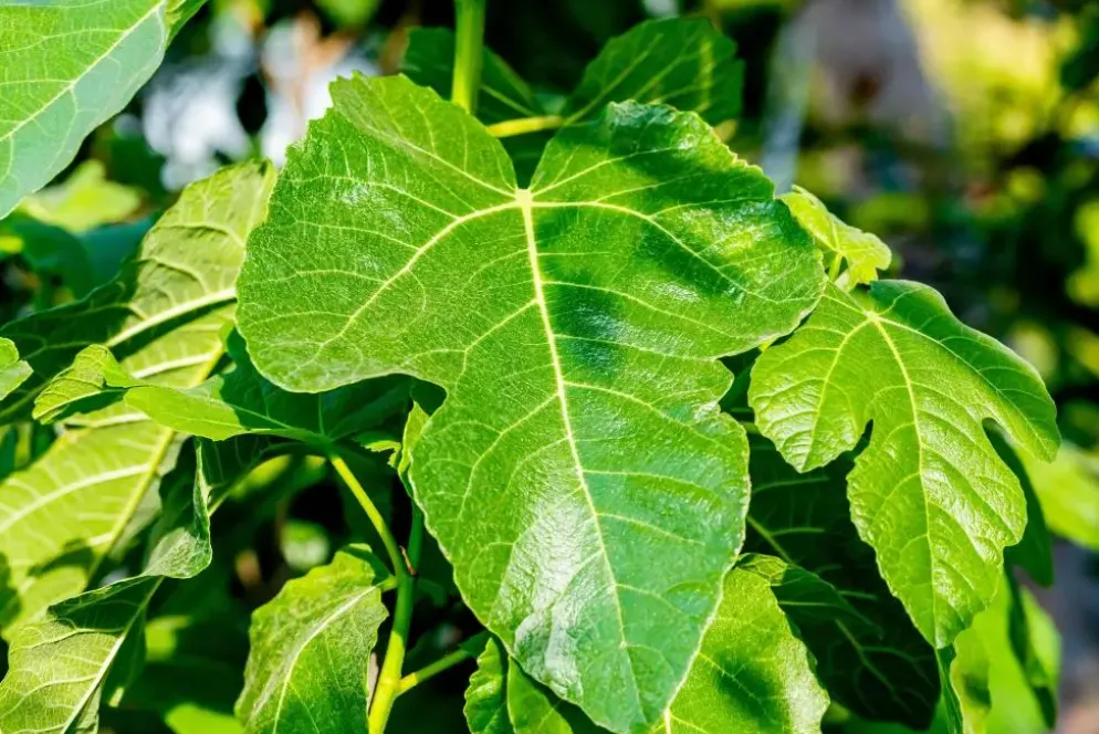 Ficus carica (Vijg) op stam 170cm