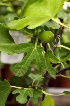 Ficus carica (Vijg) op stam 170cm