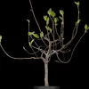 Ficus carica (Vijg) op stam 200cm