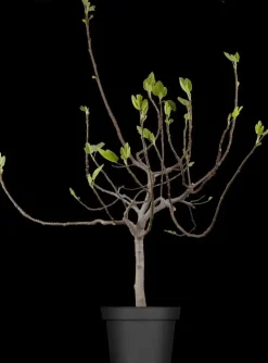 Ficus carica (Vijg) op stam 200cm