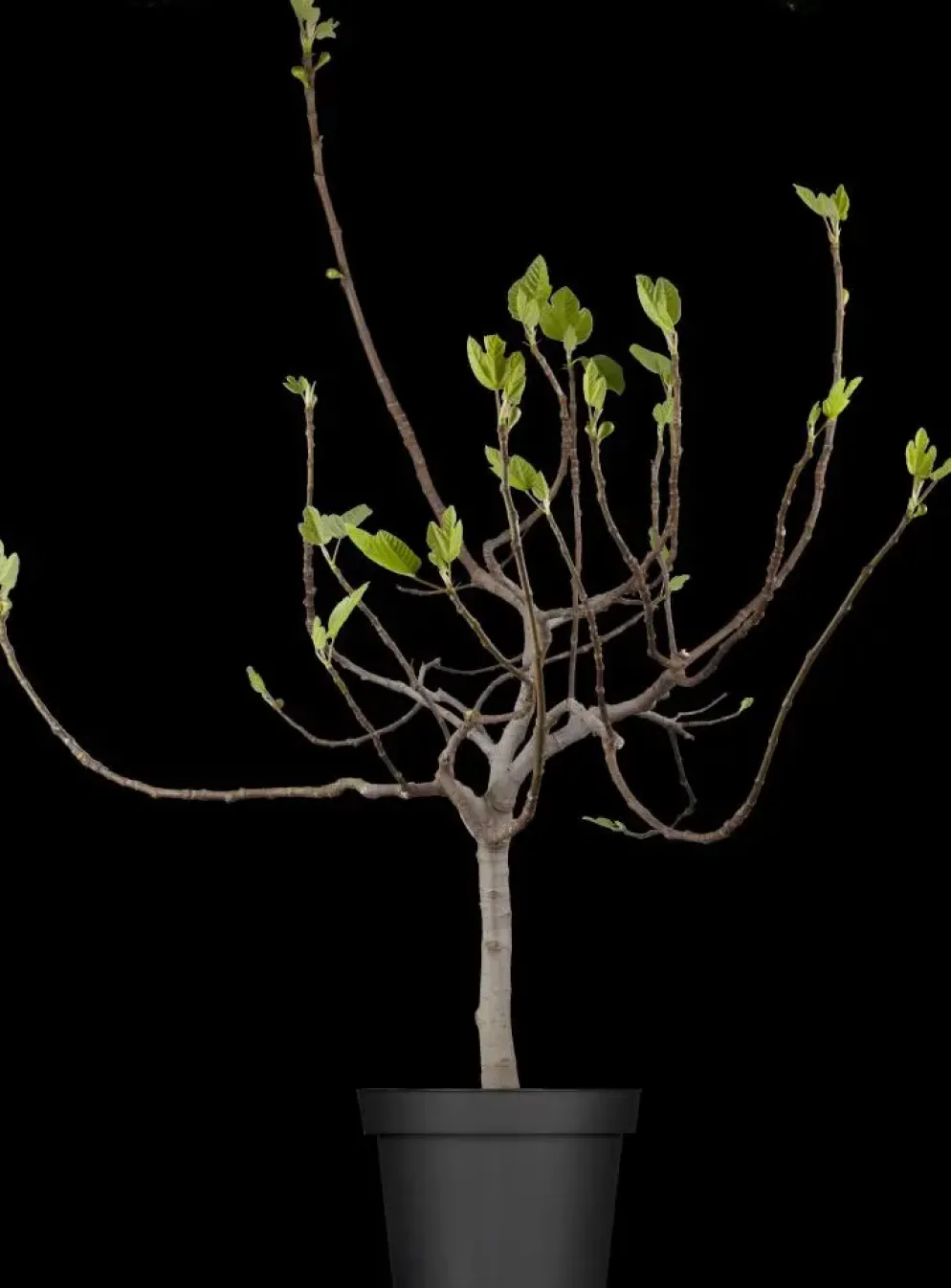 Ficus carica (Vijg) op stam 200cm