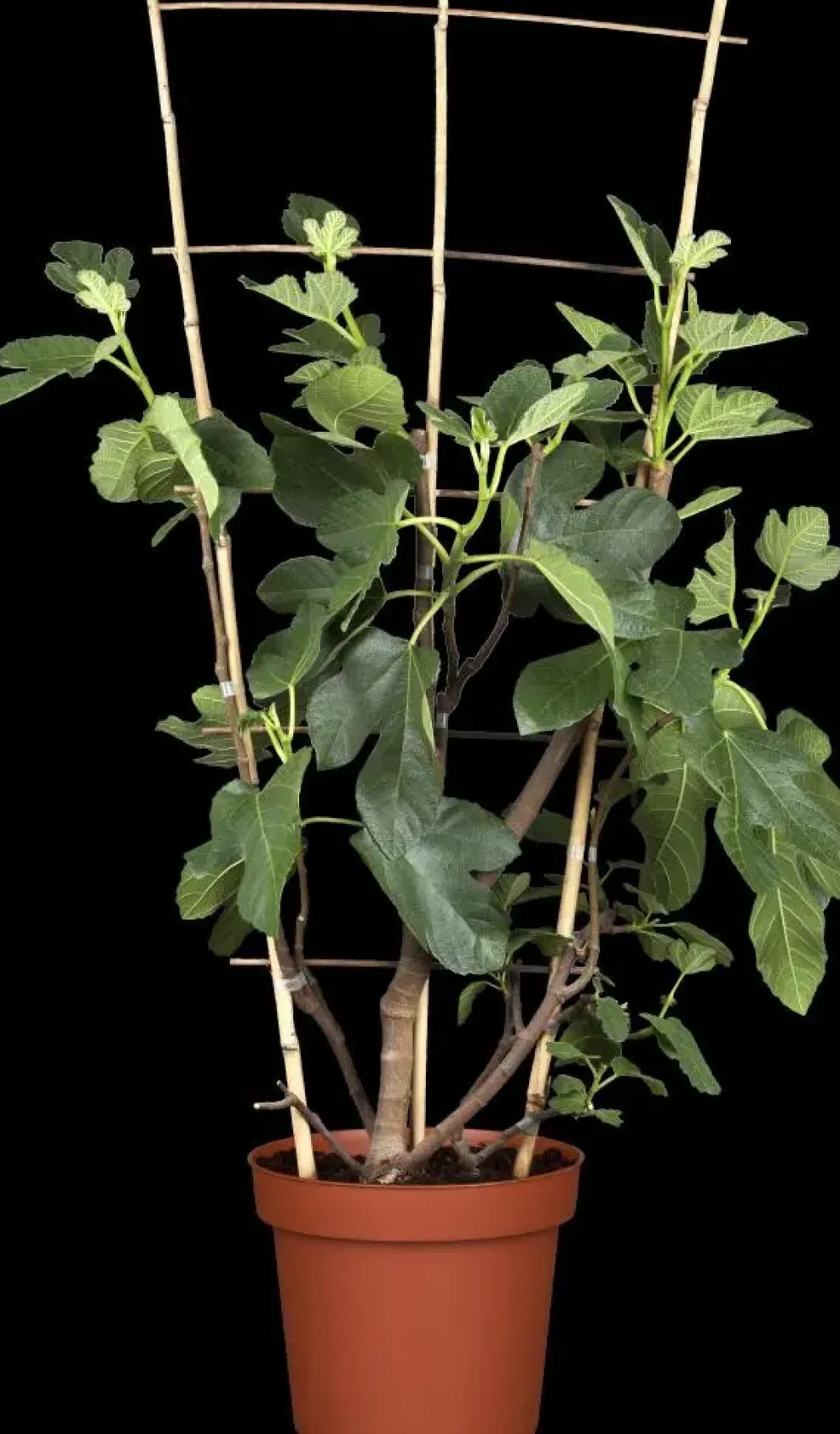 Ficus carica (Vijg) op stam 200cm