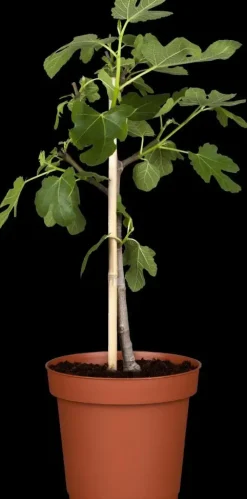 Ficus carica (Vijg) op stam 200cm
