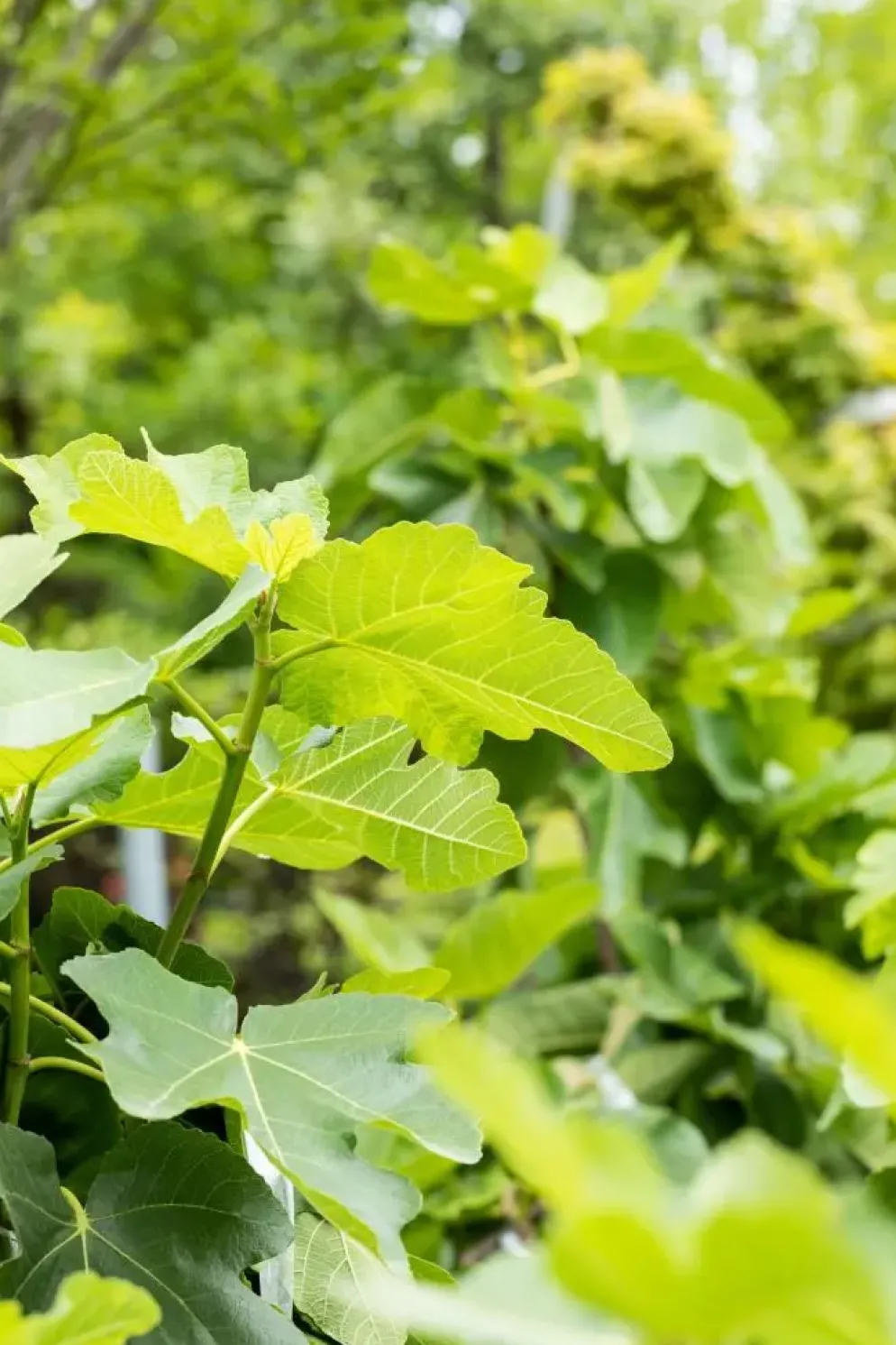 Ficus carica (Vijg) op stam 200cm