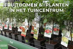 Ficus carica (Vijg) op stam 200cm