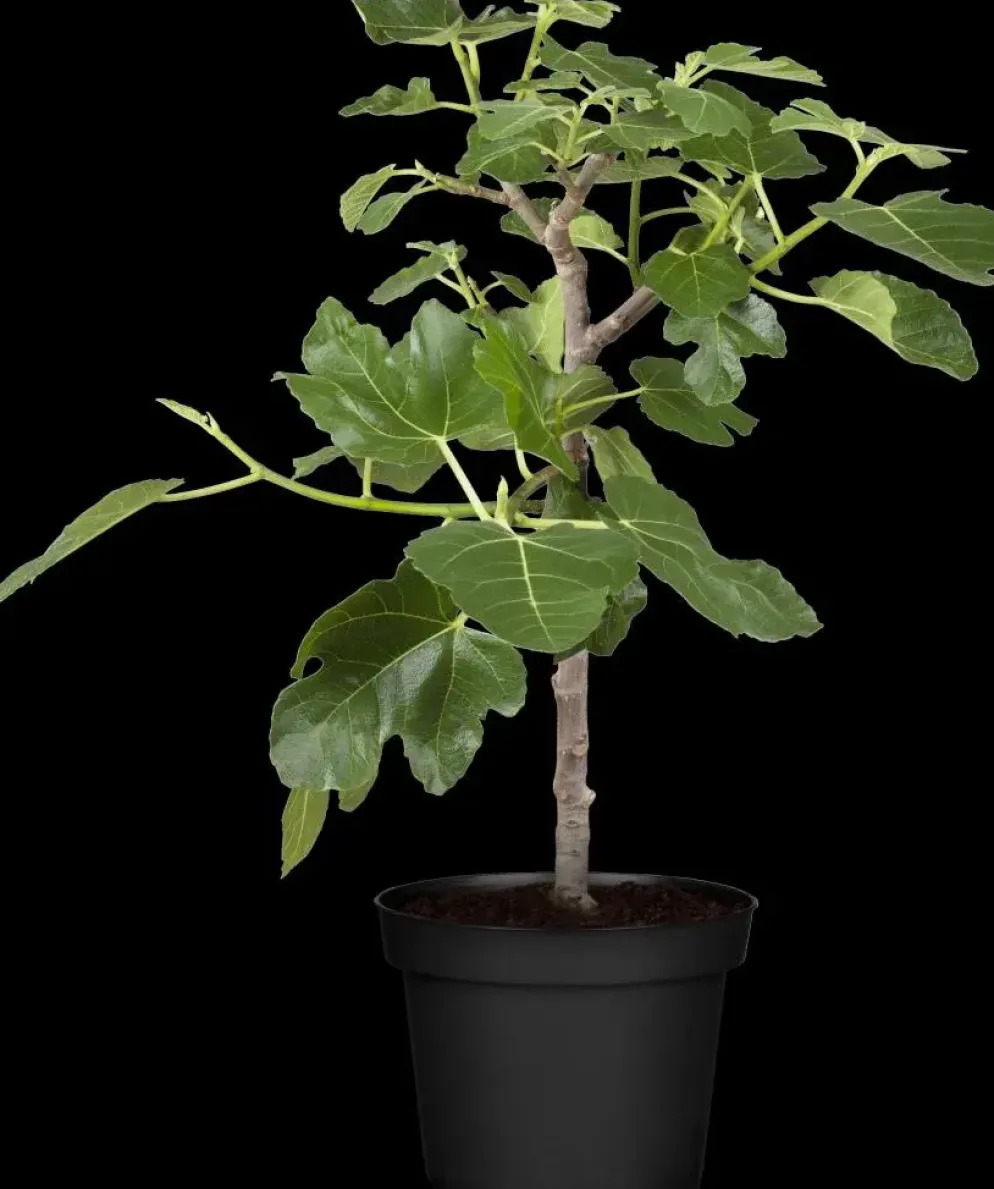 Ficus carica (Vijg) op stam 200cm