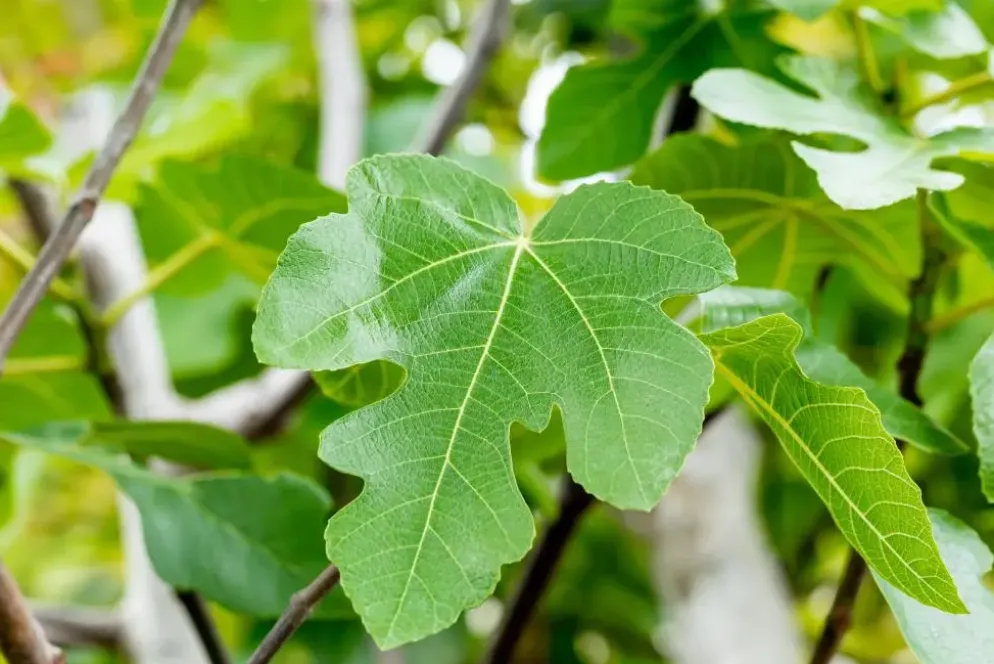 Ficus carica (Vijg) op stam 200cm