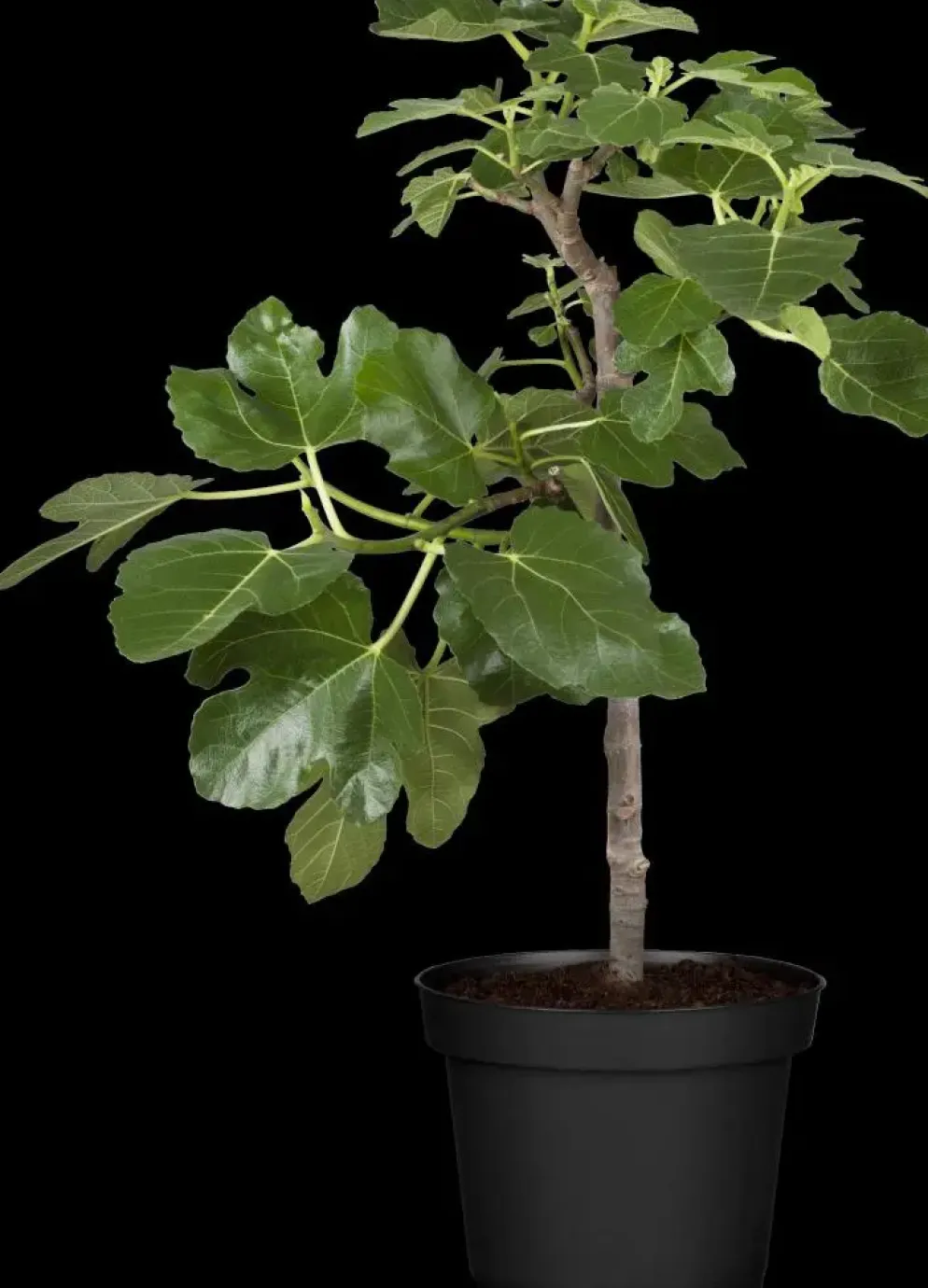 Ficus carica (Vijg) op stam 200cm