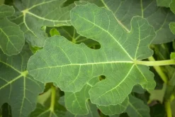 Ficus carica (Vijg) op stam 200cm
