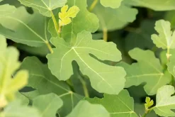 Ficus carica (Vijg) op stam 200cm