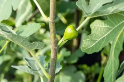 Ficus carica (Vijg) op stam 200cm